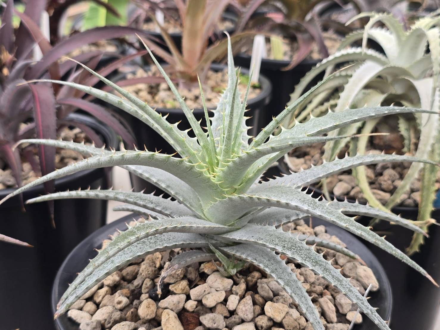 Deuterocohnia longipetala succulent bromeliad care