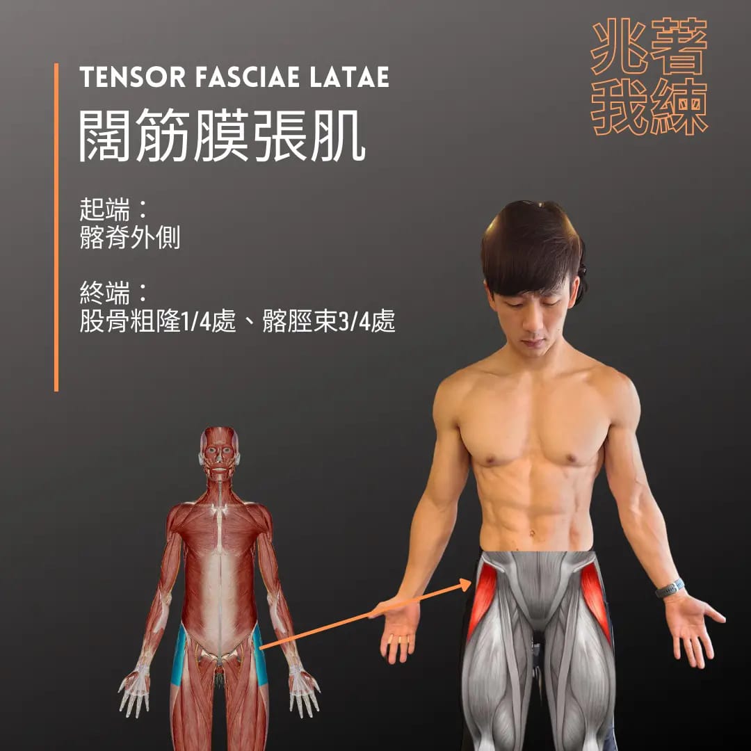 兆佑cyfit - 『闊筋膜張肌』 闊筋膜張肌的起始位置在髂脊外側， 尾端在股骨粗隆1/4處以及髂脛束3/4處。... | Facebook