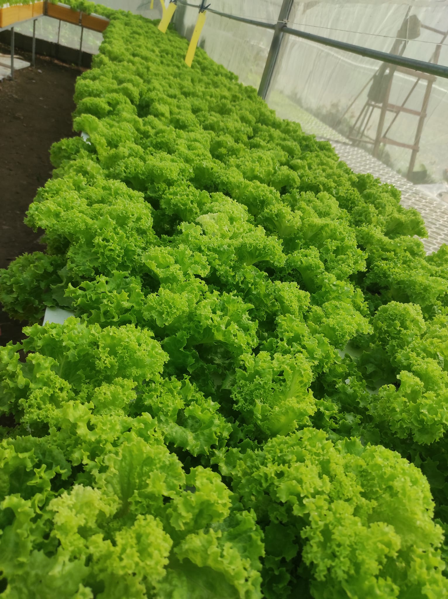 The Green Thumb Hydroponics Farm | Imus