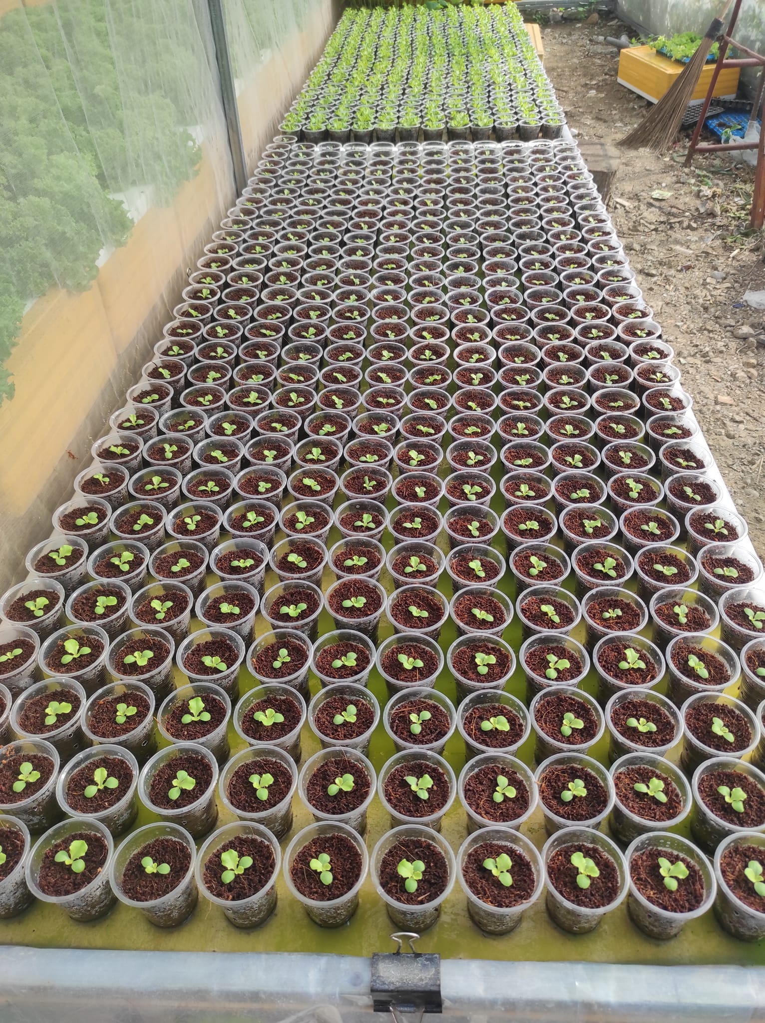 The Green Thumb Hydroponics Farm | Imus