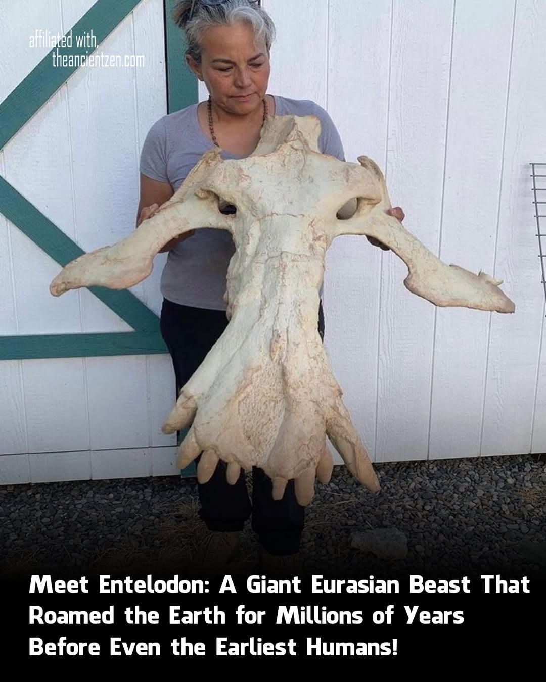 Dinosaur | two pics today. Entelodon skulls just to show their size ...