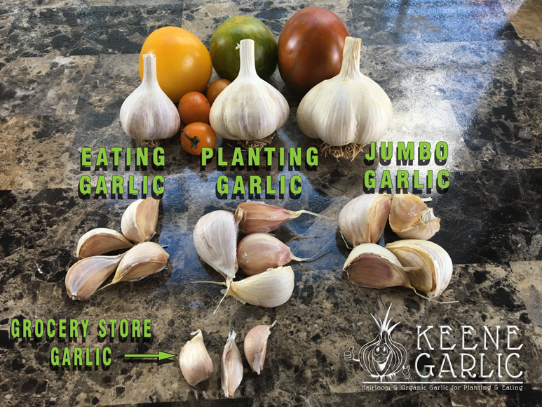 Keene Garlic - Here is a pic of the different sizes of our...