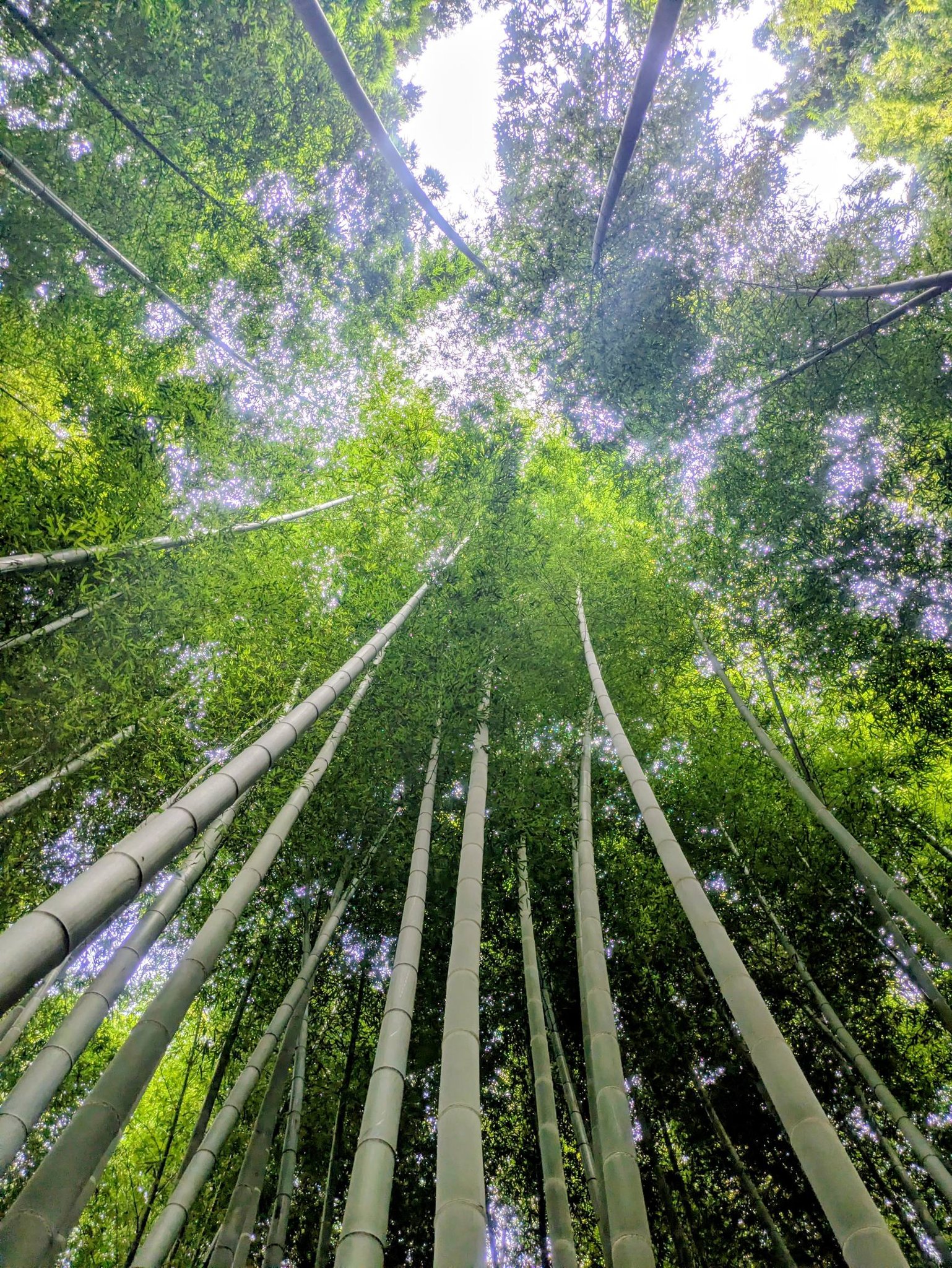 福井良宏 江ノ電、鎌倉風景シリーズ