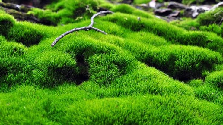 สวนขวดTerrarium she&tree | Bang Khen