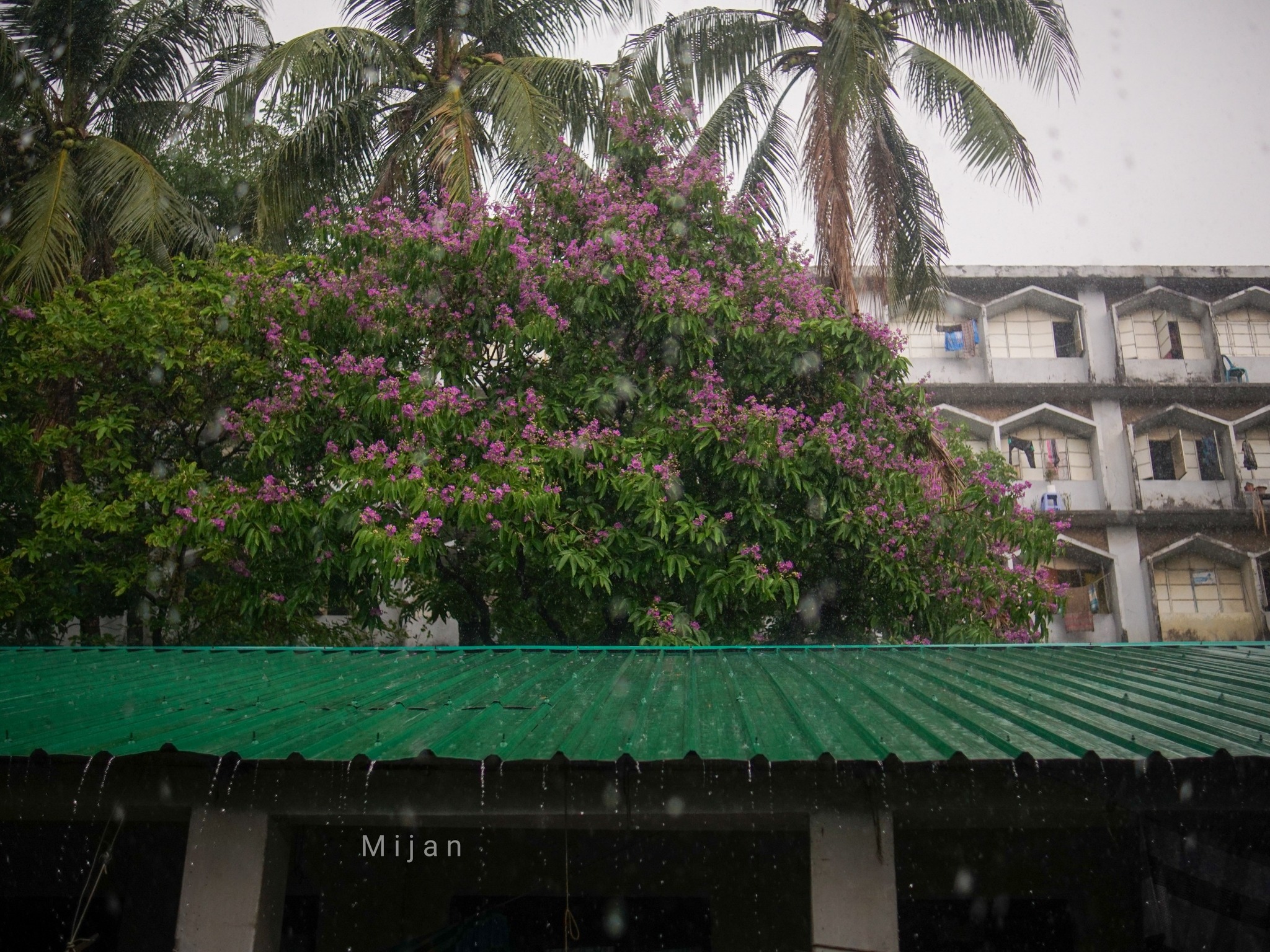  Foto zu মোঃ মিজান 