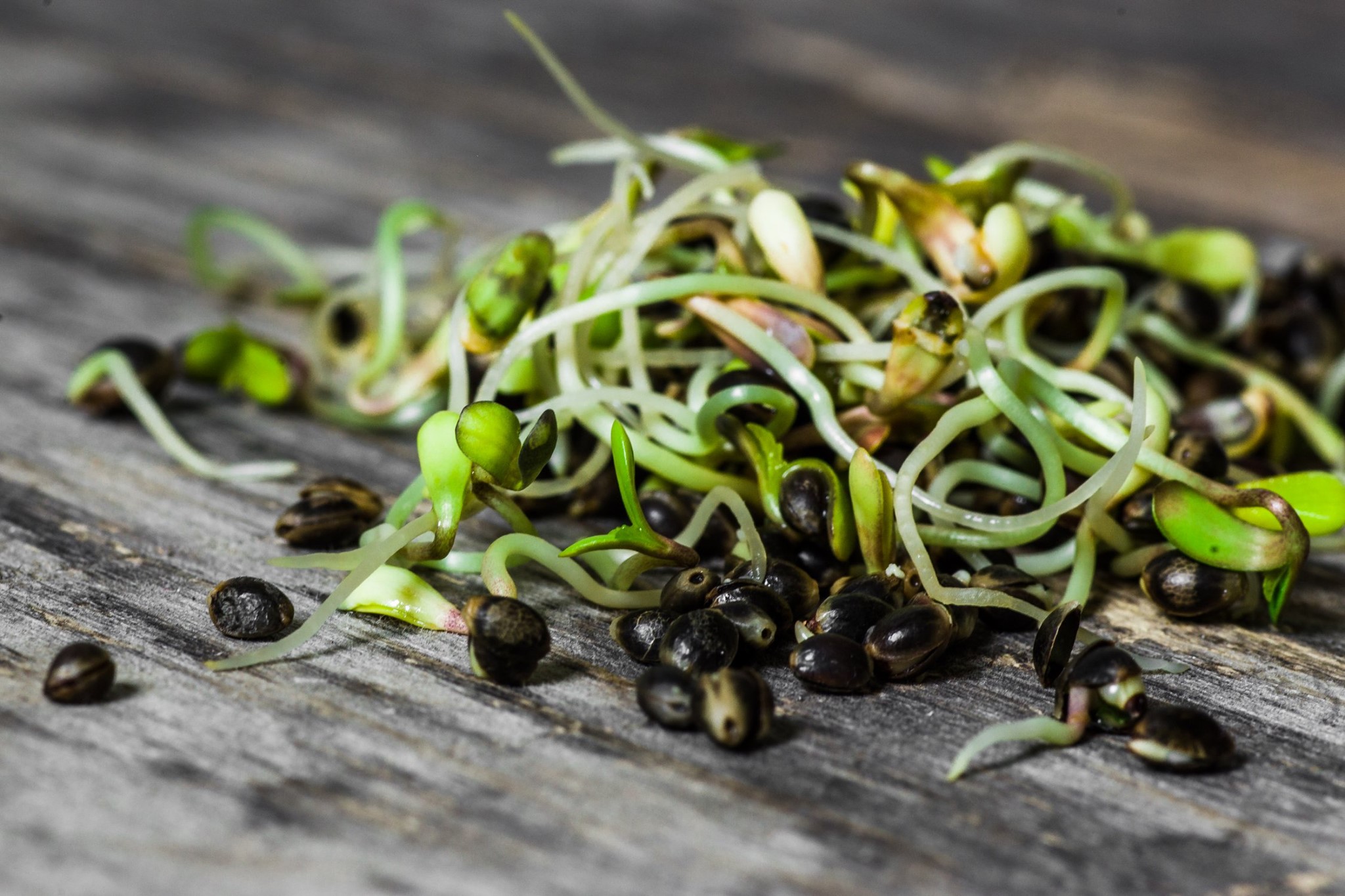 Tammejuure Mahetalu - On idude ja võrsete aeg! 🌱🌱🌱 Idude toiteväärtus ...