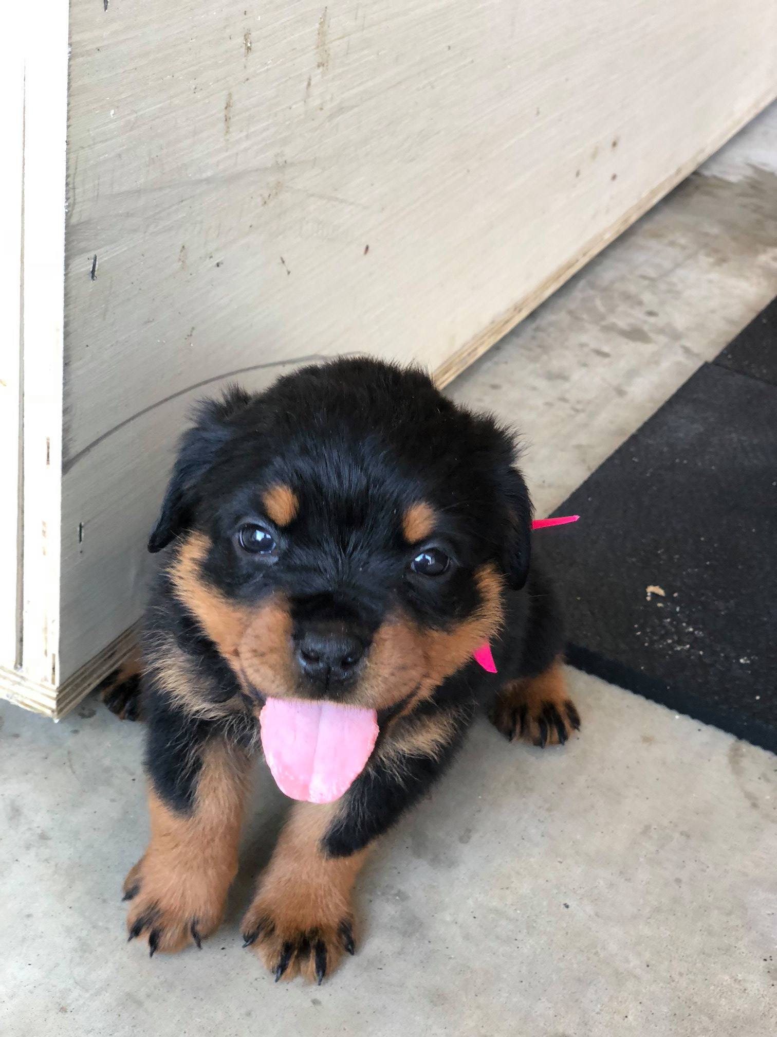 Mason Dixon Rottweilers | Sharpsburg GA