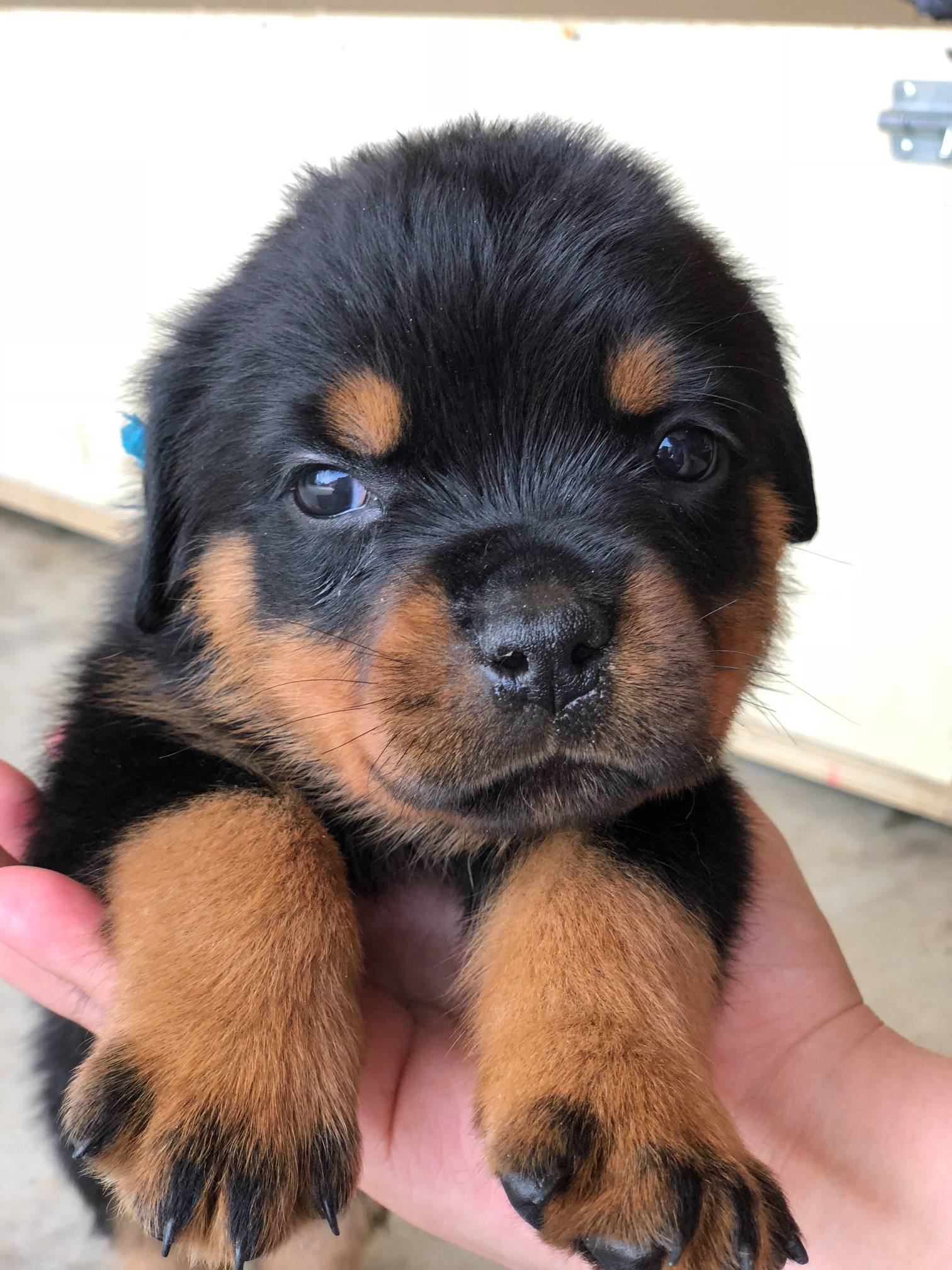 Mason Dixon Rottweilers | Sharpsburg GA
