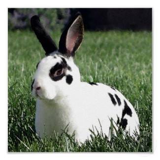 Africa Rabbit Centre - ARC
