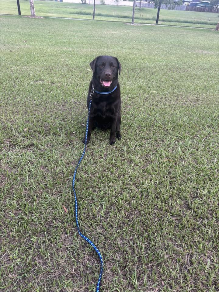 Caboolture and surrounds track and search training group | Facebook