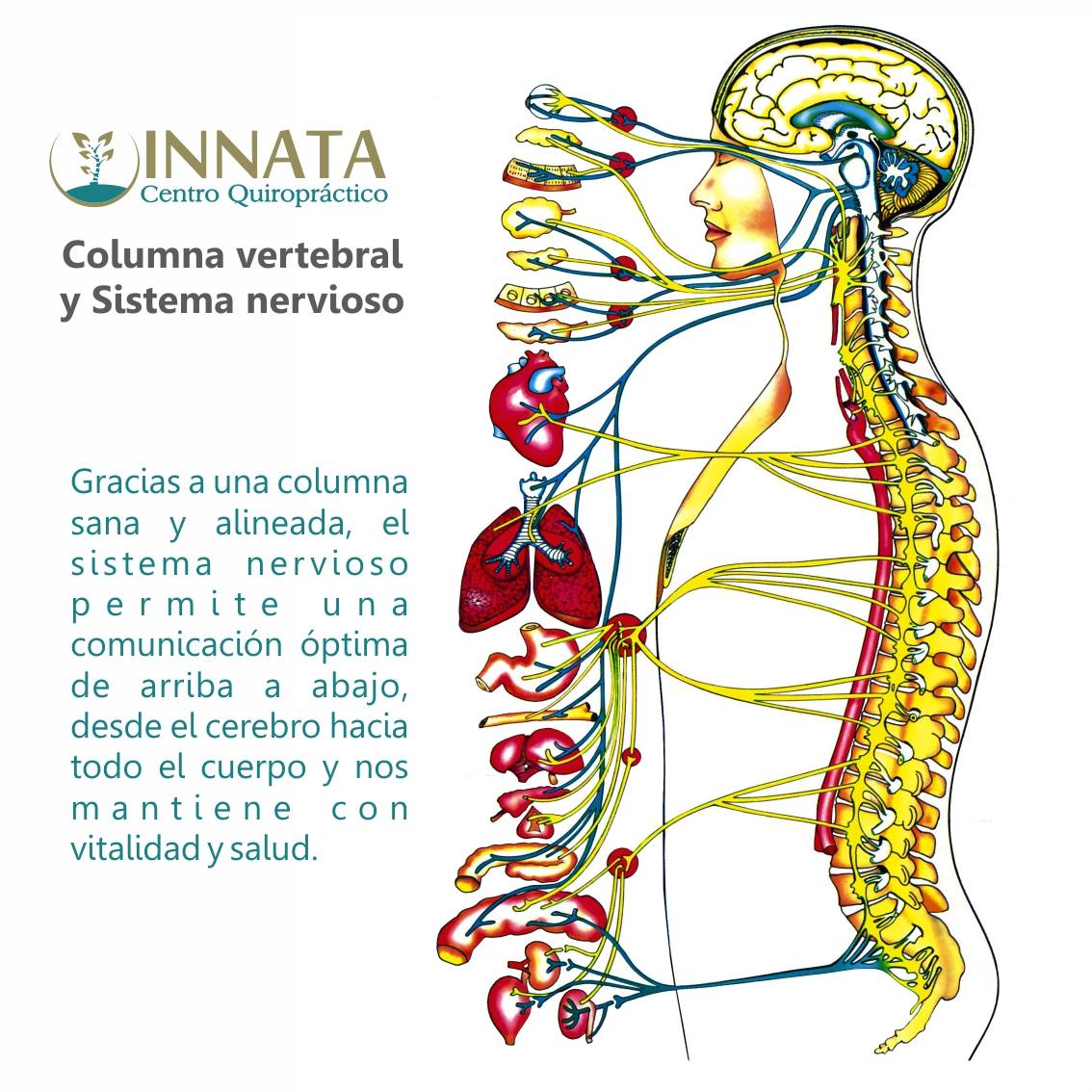 LA COLUMNA... - Centro Quiropractico Stumvoll Sede San Borja