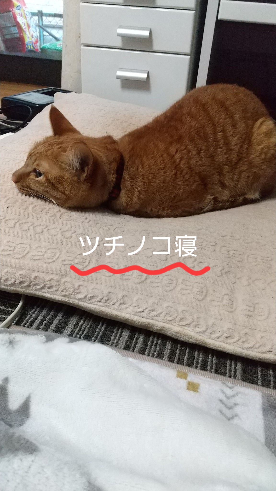 キレイなお手手ないないからの ツチノコ寝😆 猫って本当に変幻自在✨