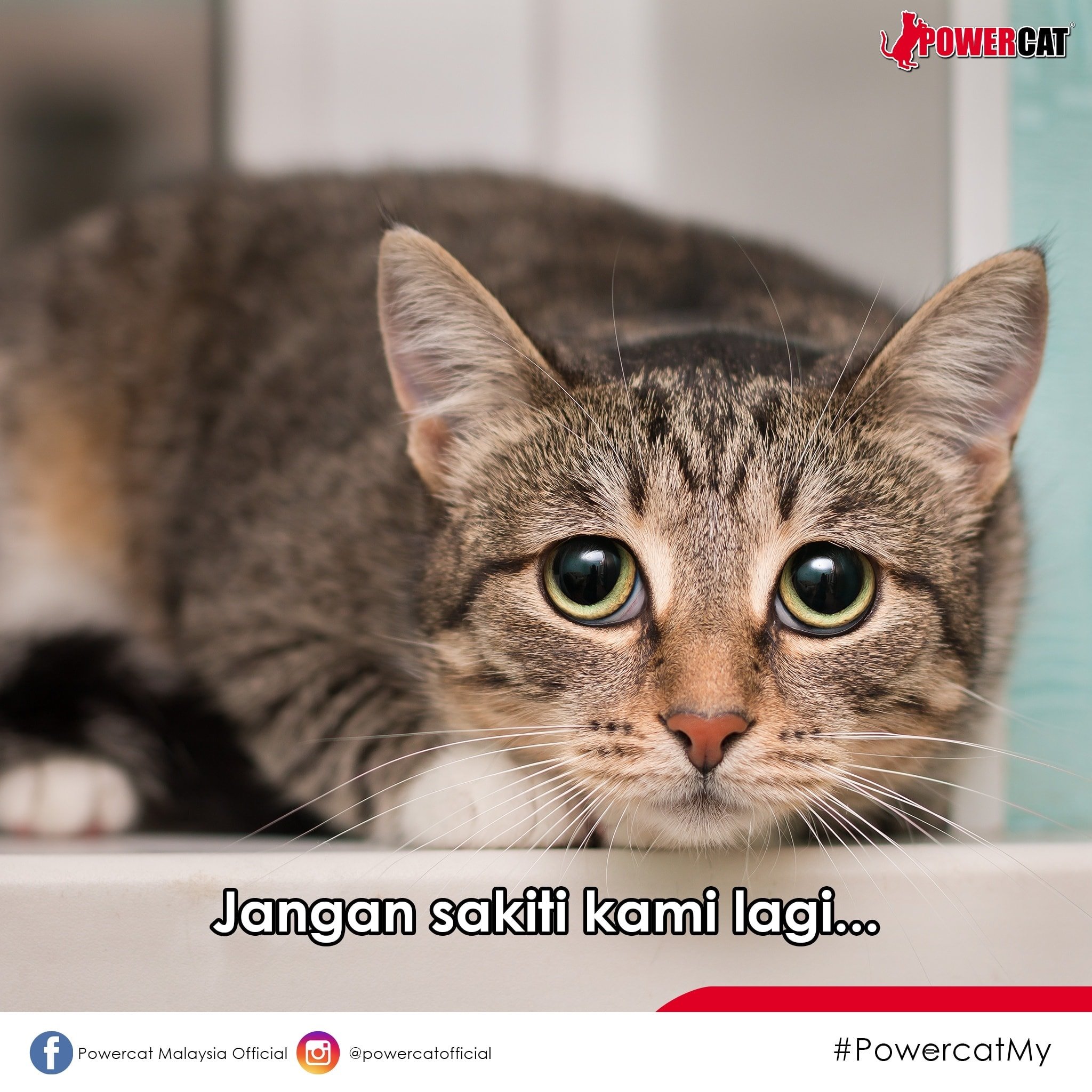 Powercat Malaysia Official Jangan Sakiti Kami Lagi Penganiayaan Atau Penyeksaan Terhadap Binatang Itu Adalah Satu Kezaliman Hargai Hidup Mereka Jangan Sakiti Mereka Powercatofficial Powercatmalaysiaofficial Powercatmy Cats Of Day