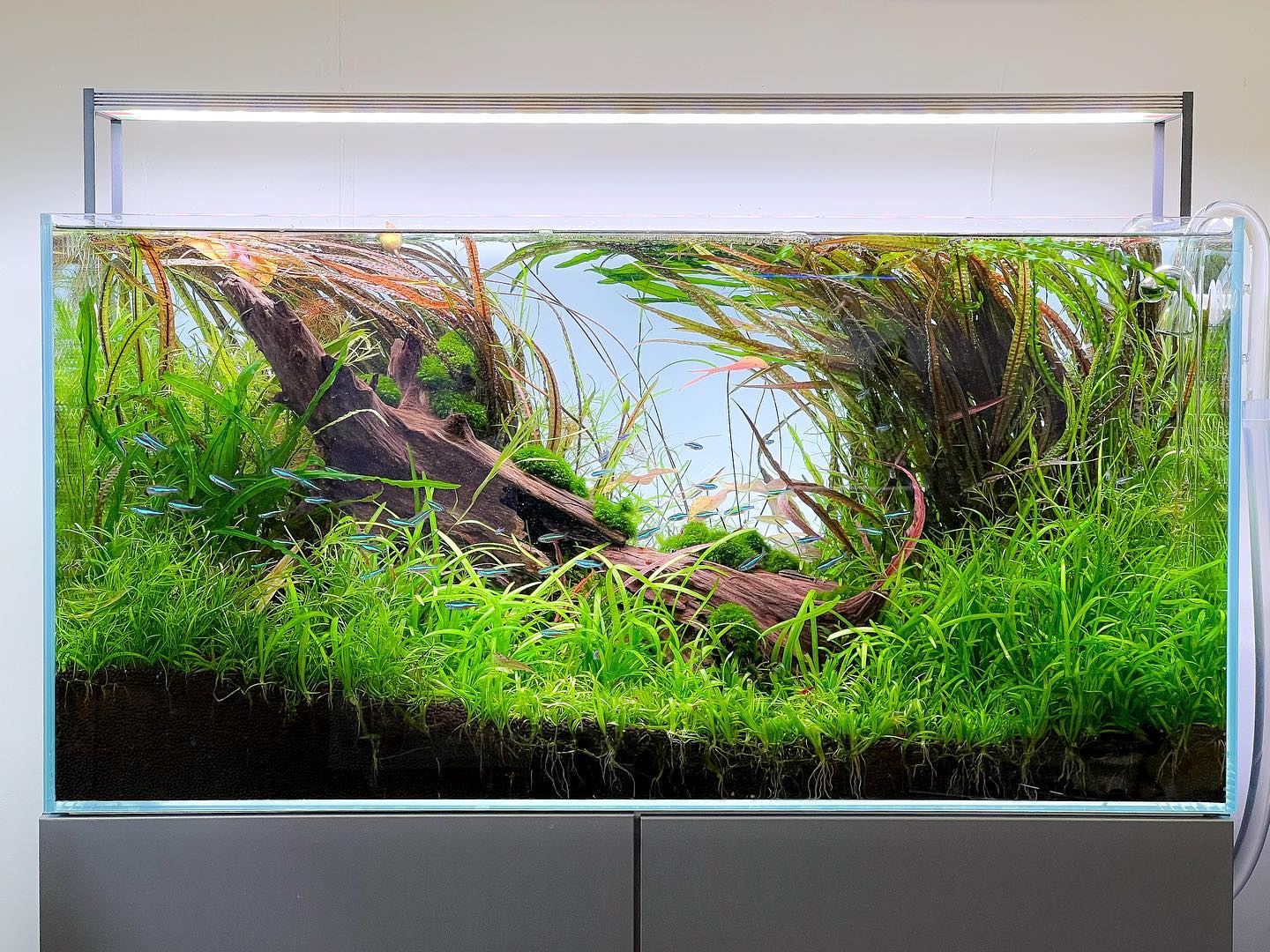 This scape, those fish 😍🐟🌱💚. Opulent,... - Aquarium Gardens | Facebook