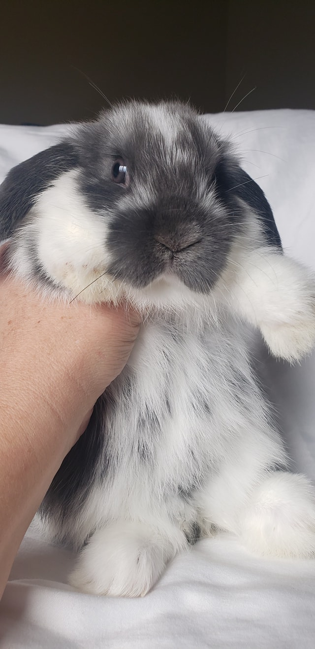 The Whomping Willow Rabbitry - Home