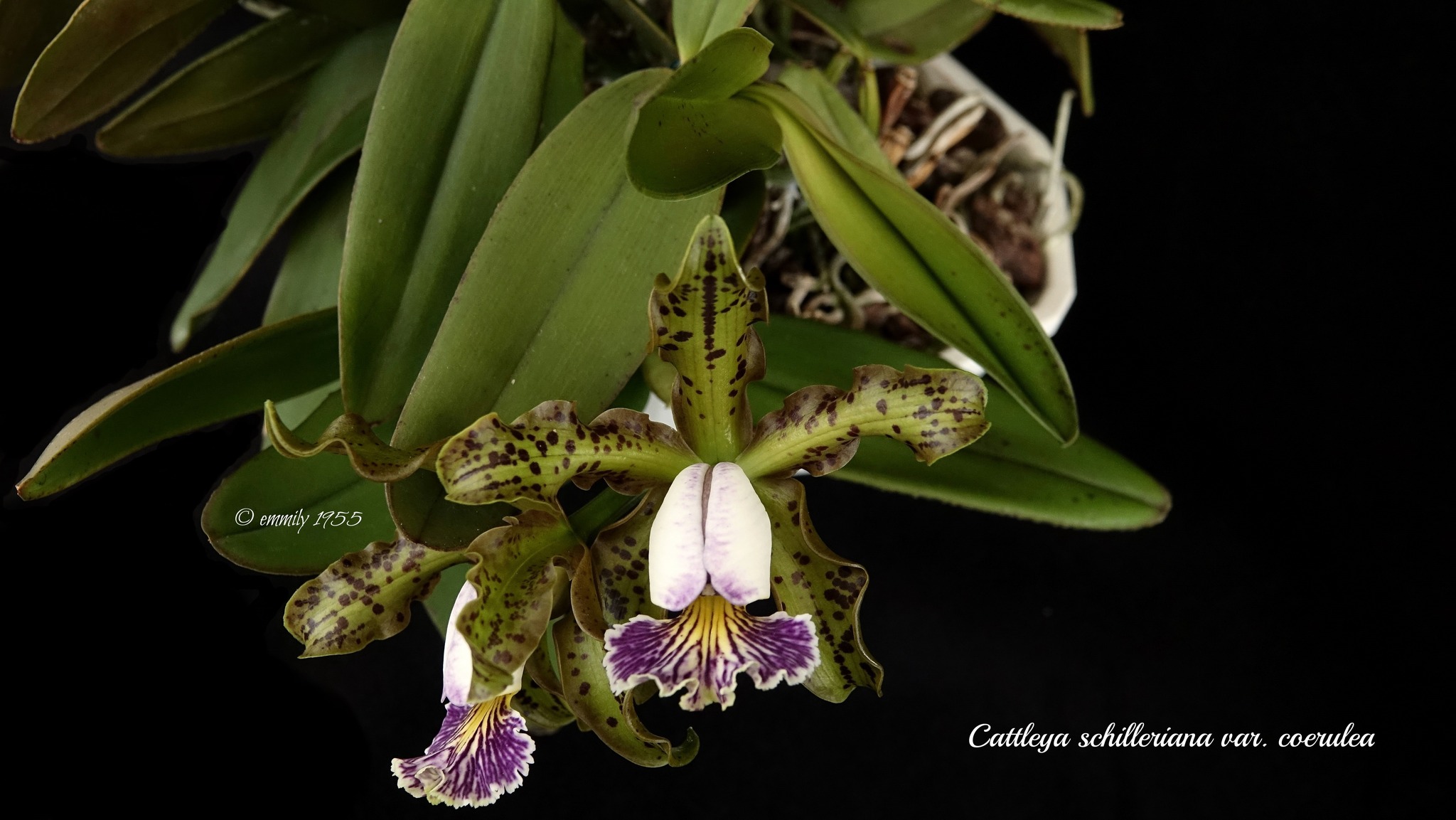 C. schilleriana coerulea verde