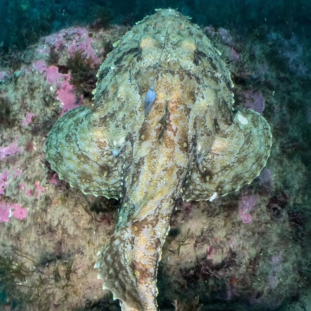 Callistoctopus macro pus....😍😍 #Callistoctopus macropus #octopus #pulpo ...