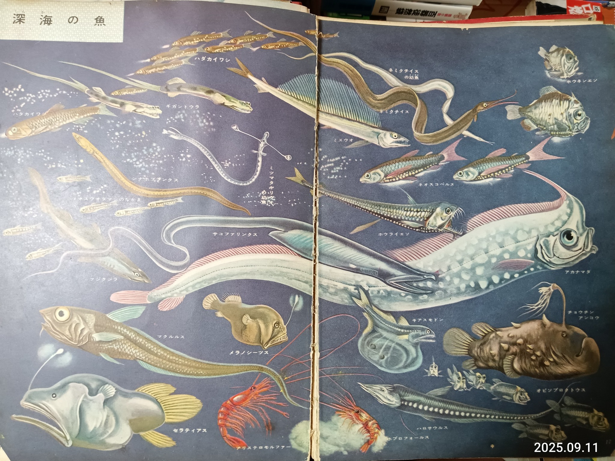 昔の図鑑・漫画】 『魚と貝の図鑑』檜山義夫 講談社 学習大図鑑 昭和40