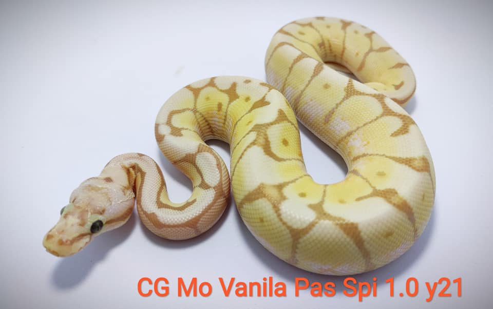 Snake Gentleman - อัพเดทรูปเด็กๆปี 21...