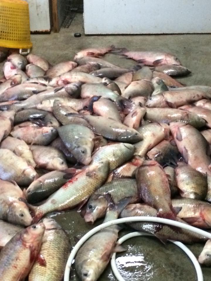 Singleton White River Fish | Saint Charles AR