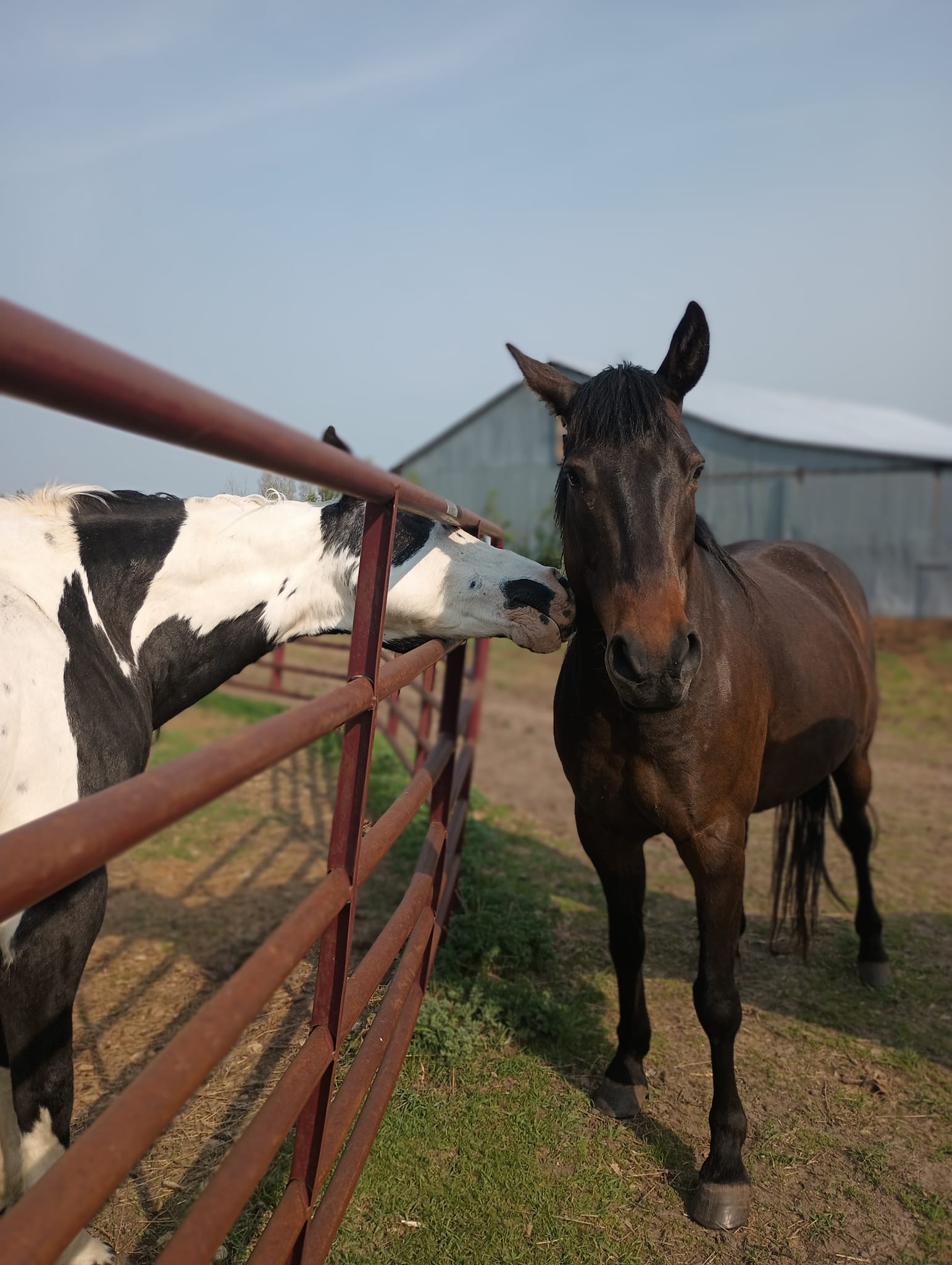 Timberline Ranch Trail rides and horse rescue | Detroit Lakes MN