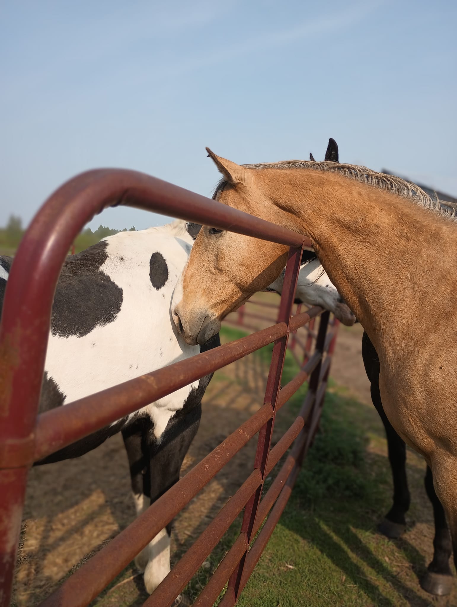 Timberline Ranch Trail rides and horse rescue | Detroit Lakes MN