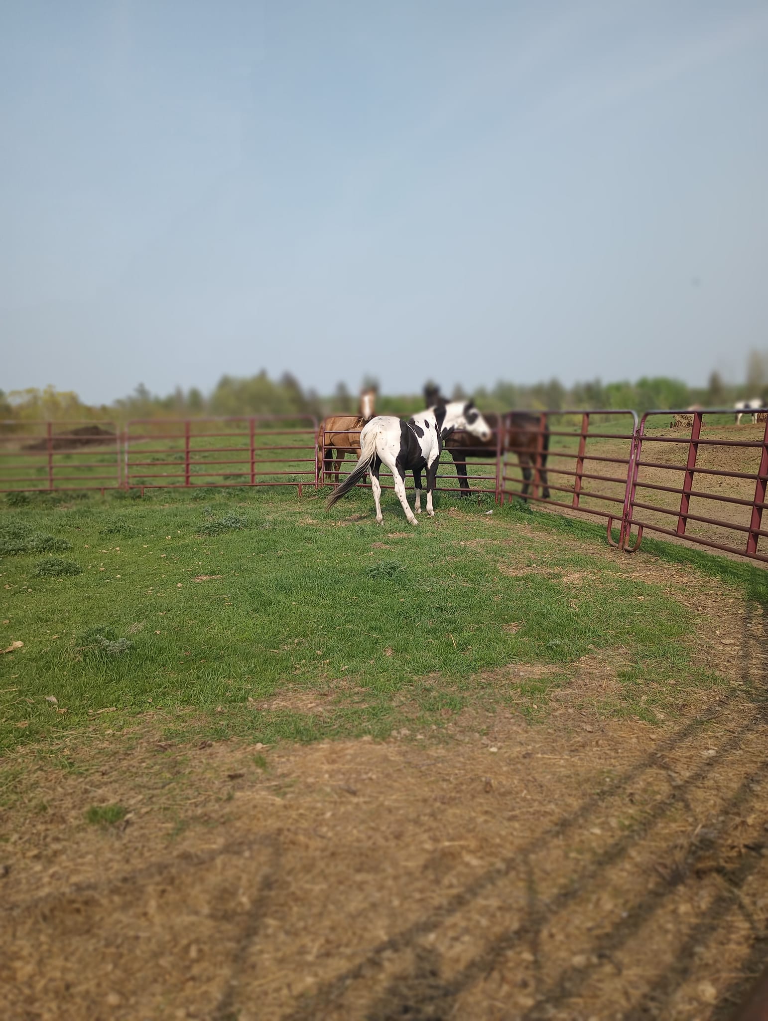 Timberline Ranch Trail rides and horse rescue | Detroit Lakes MN