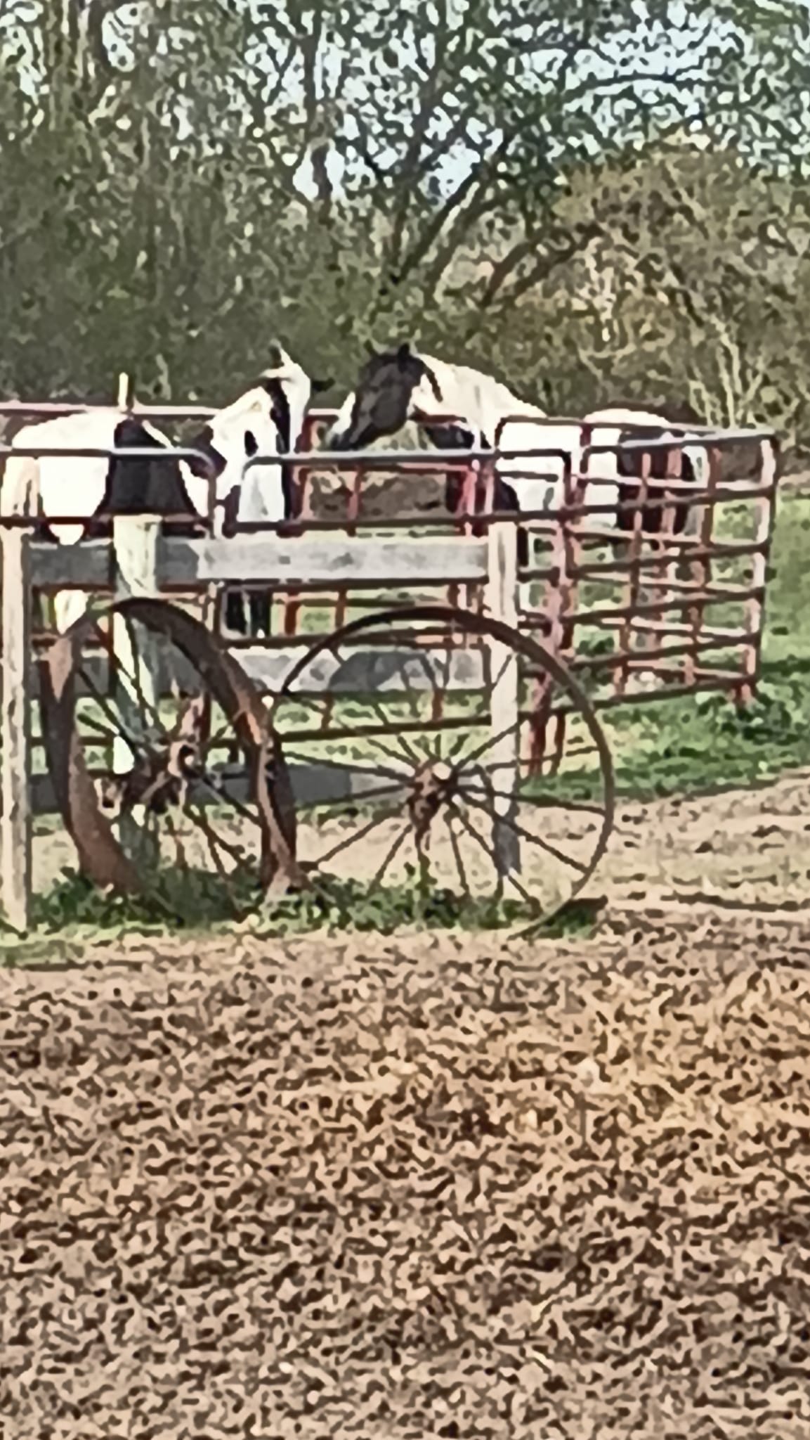 Timberline Ranch Trail rides and horse rescue | Detroit Lakes MN