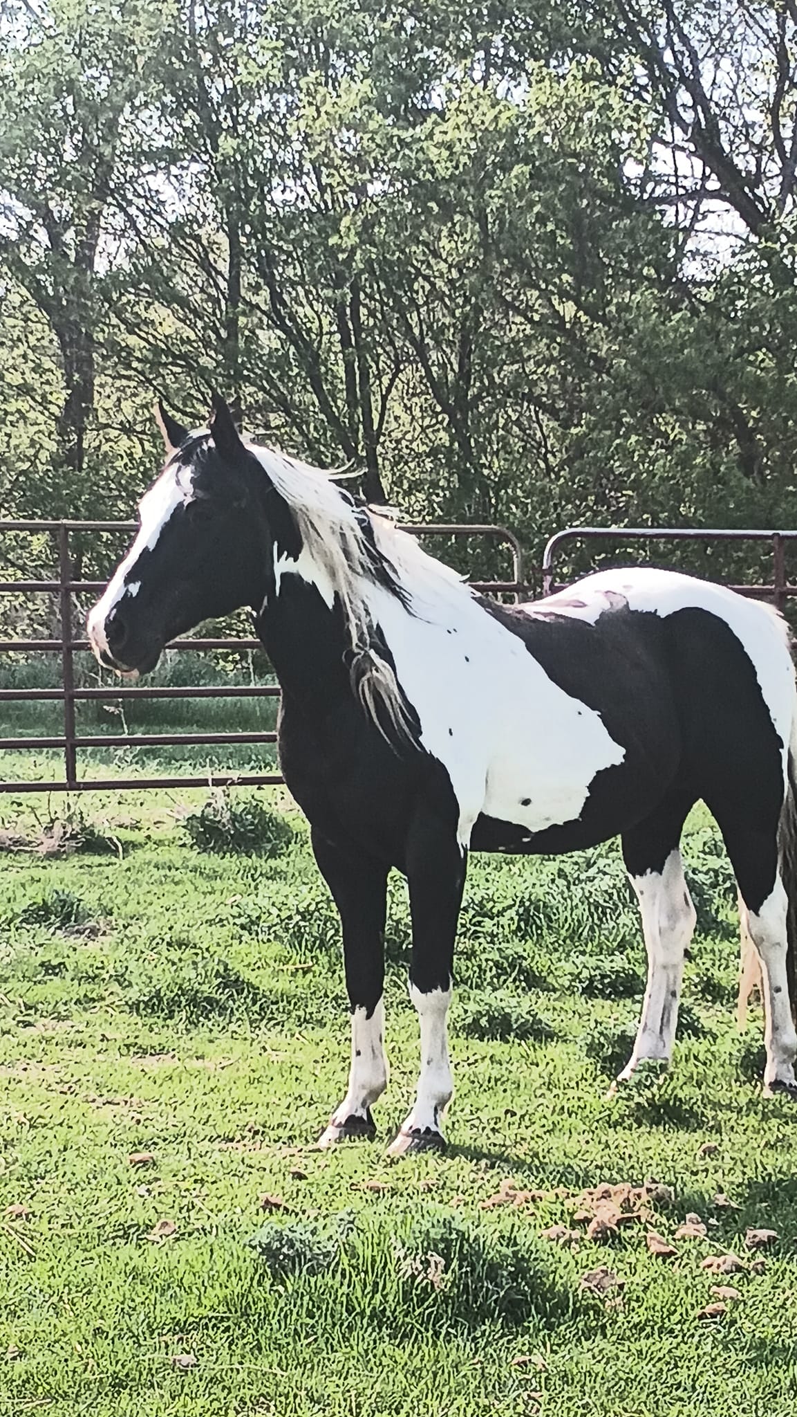 Timberline Ranch Trail rides and horse rescue | Detroit Lakes MN