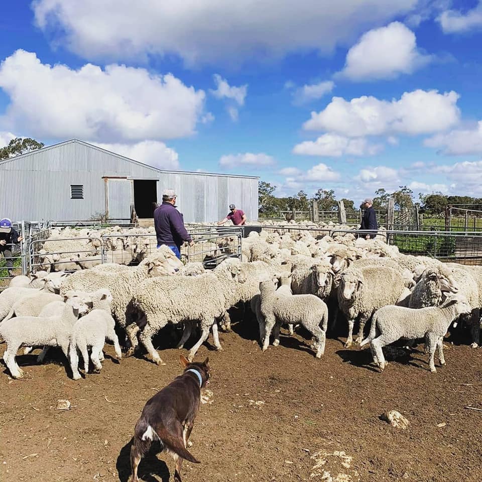 HB Rural Feedlot | Warnertown SA