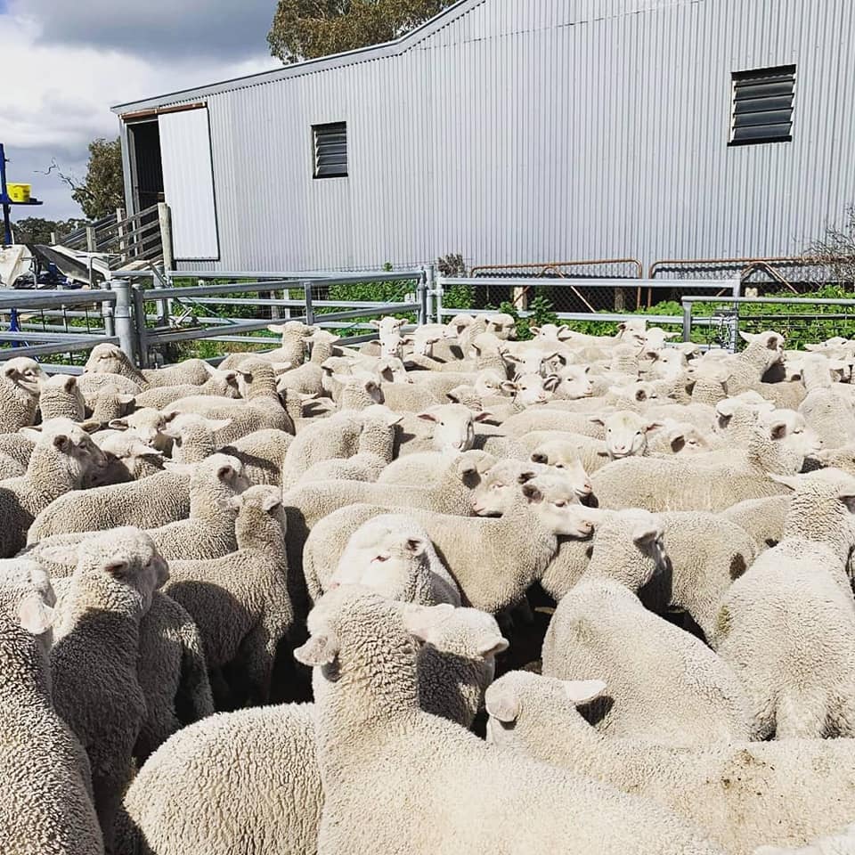 HB Rural Feedlot | Warnertown SA