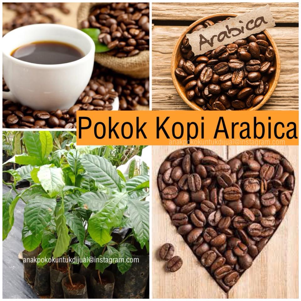 Anak Pokok Kopi Arabica Alamsari Mini Garden Facebook