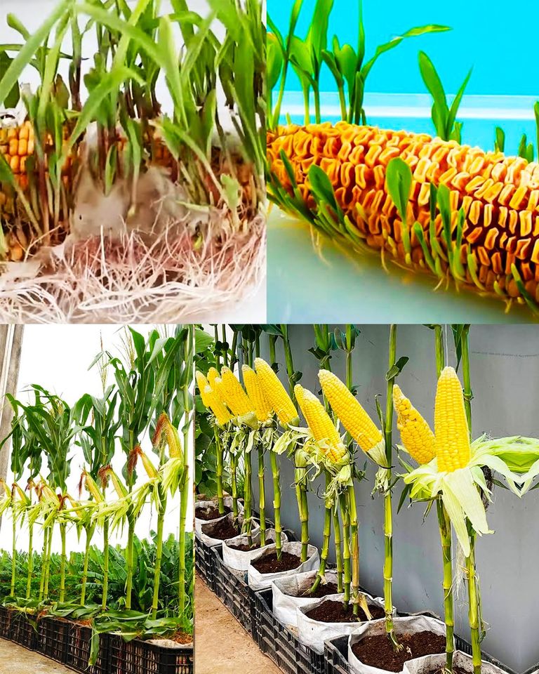Tasty Bowls - 🌽🌽🌽Growing Corn in Containers at Home🌽🌽🌽 🌽...