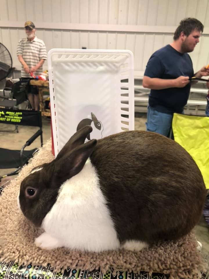Dutch Vibes Rabbitry