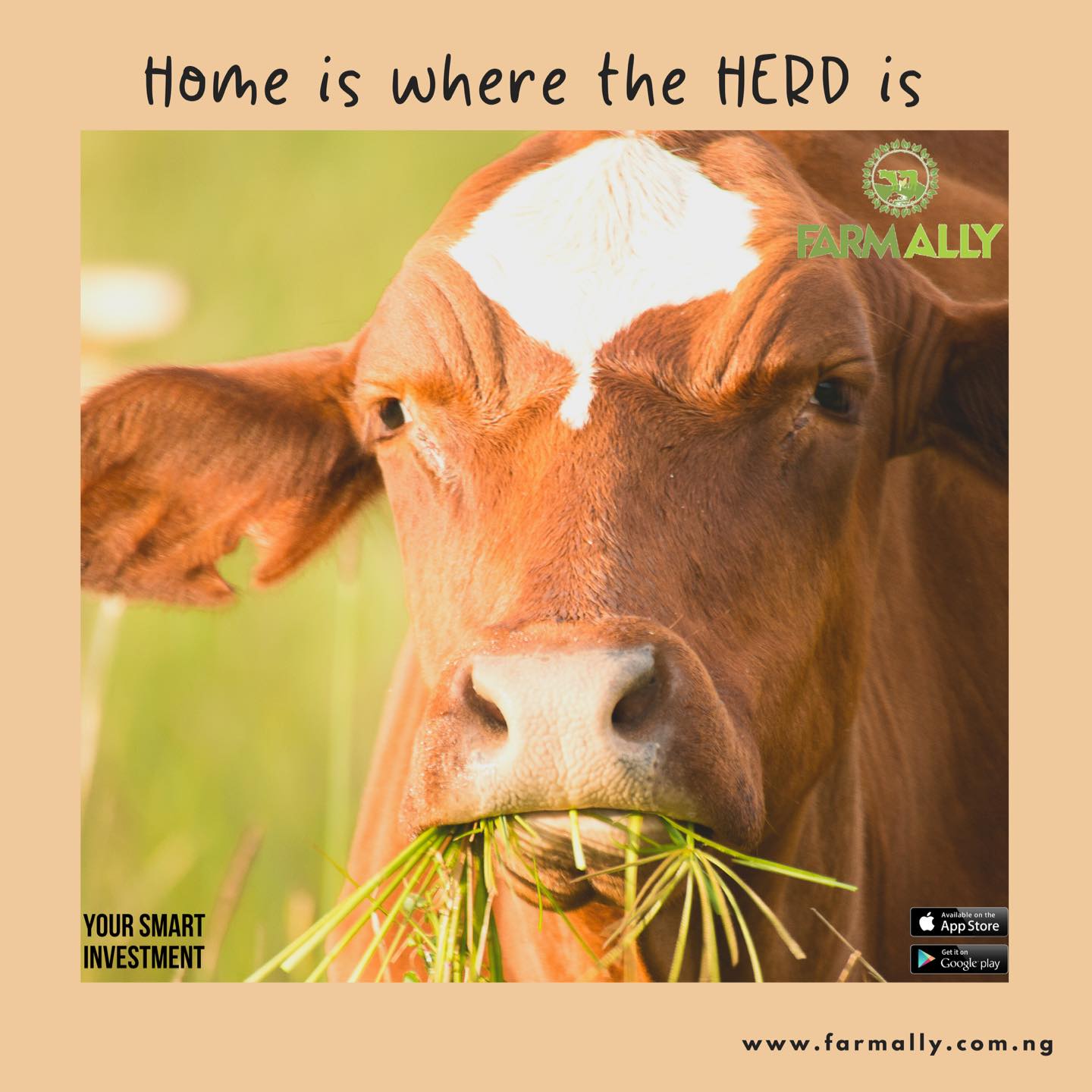 farmallyinvest - “The horns cannot be too heavy for the...