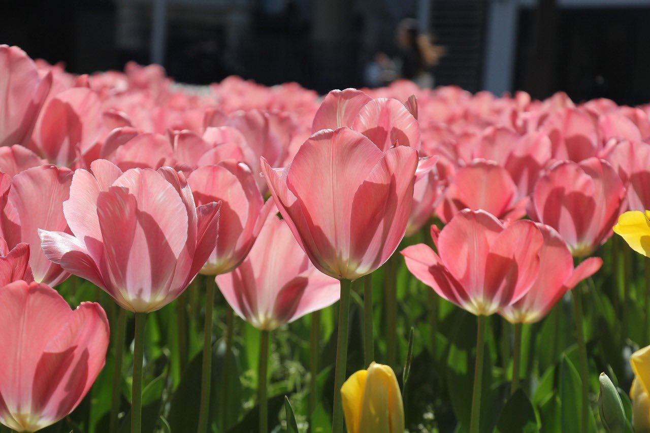 横浜公園、 チューリップが見頃🌷