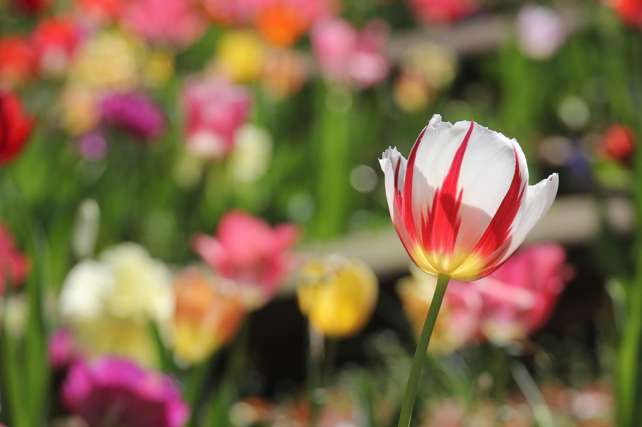 横浜公園、 チューリップが見頃🌷