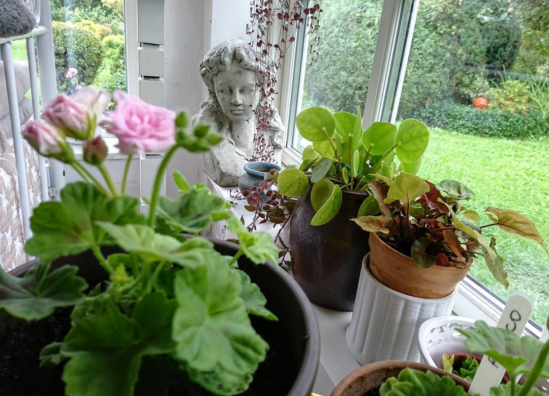 Portselaniaed - Pelargonium