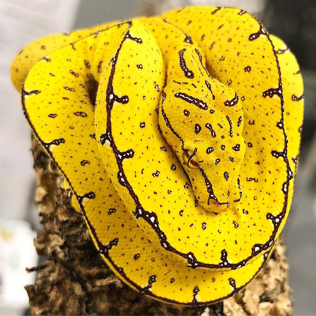 One of the most beautiful pythons... - Architecture & Design | Facebook