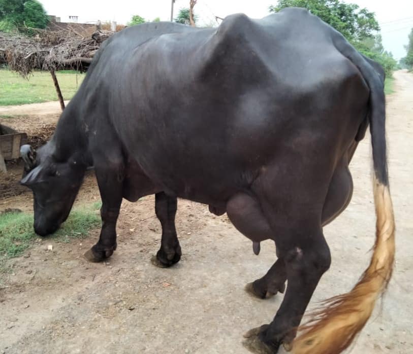 Mahar Imran... - Mahar Imran Ghugh Buffalo Farm Kot Moman