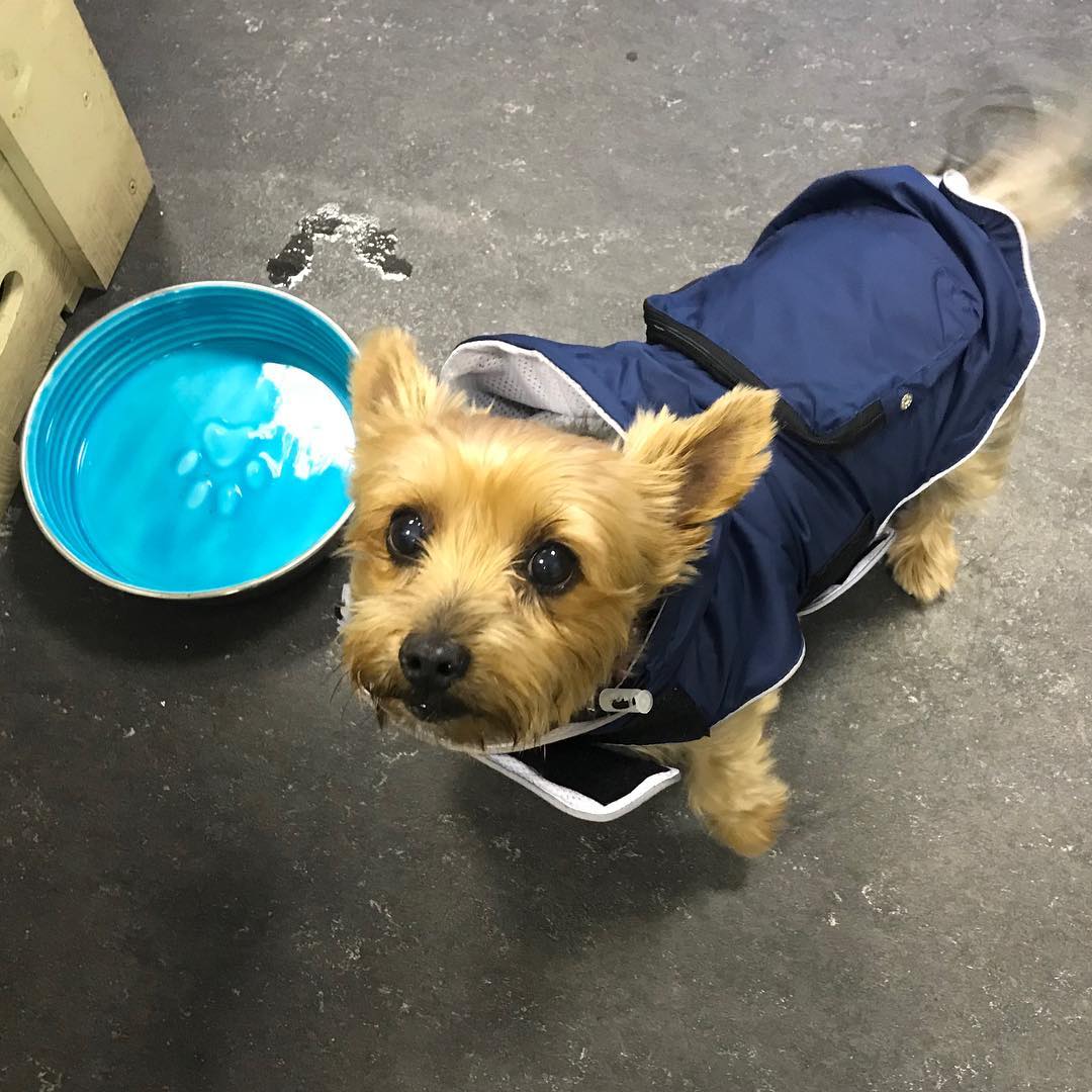 Beautiful Poppy Who Is 13 Years Old Went Wags Whiskers Pet