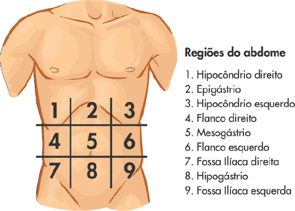 Enfermagem - DIVISÃO TOPOGRÁFICA DO ABDÔMEN COM SEUS RESPECTIVOS ÓRGÃOS ...
