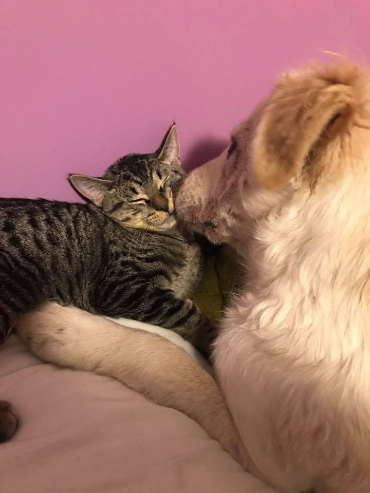 Bandaged Paws Animal Rescue Association - Home | Facebook