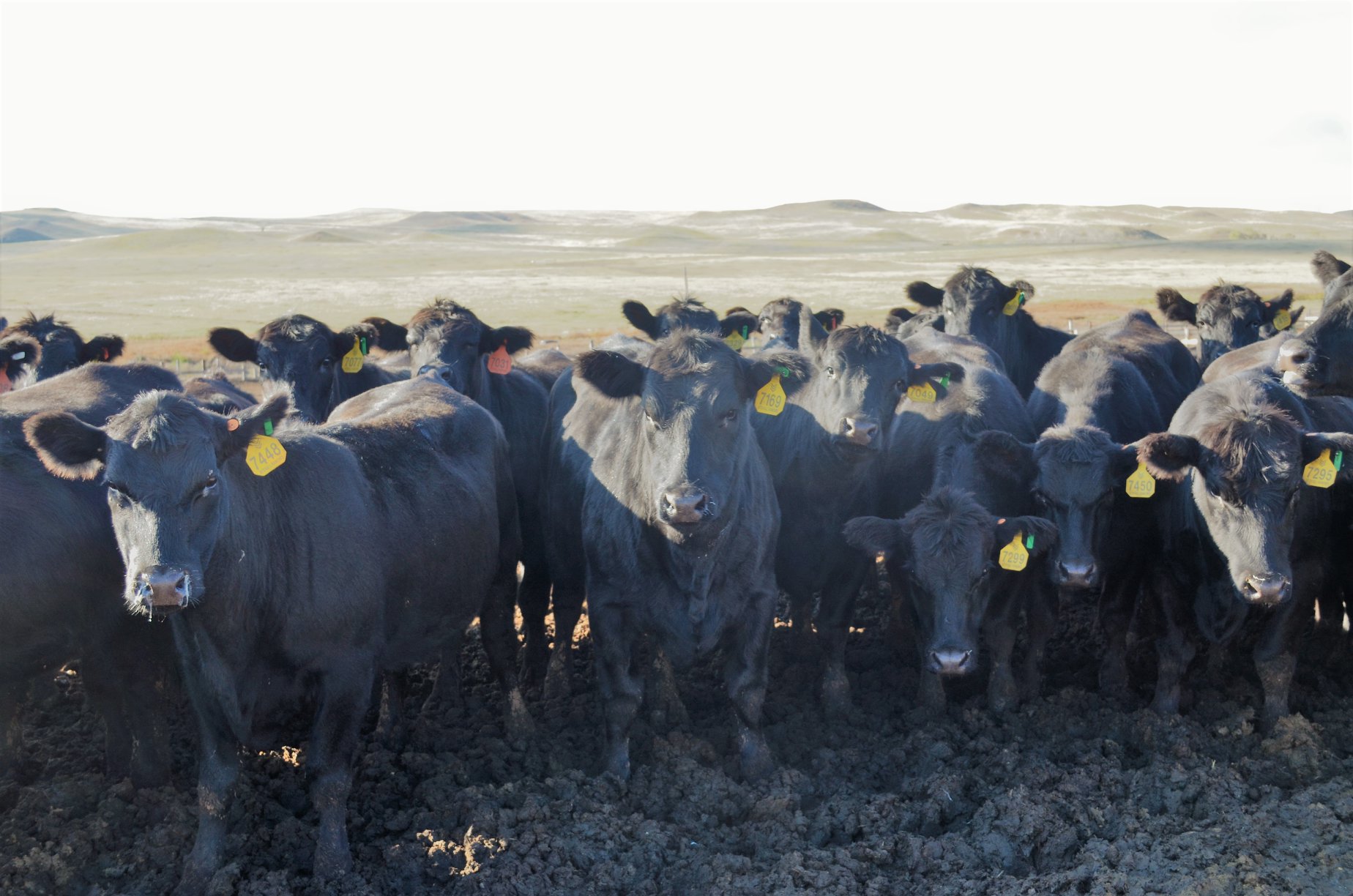 The girls are in and ready to head... - Stovall Ranches, LLC