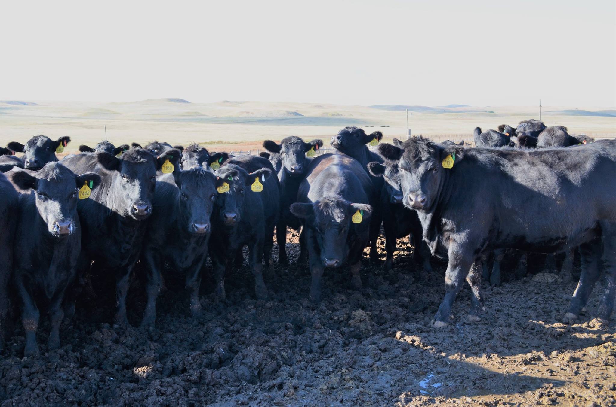 The girls are in and ready to head... - Stovall Ranches, LLC