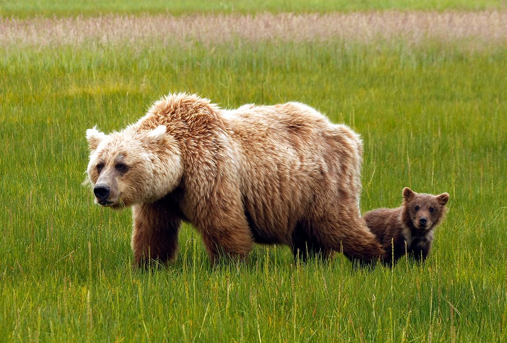 Bears 