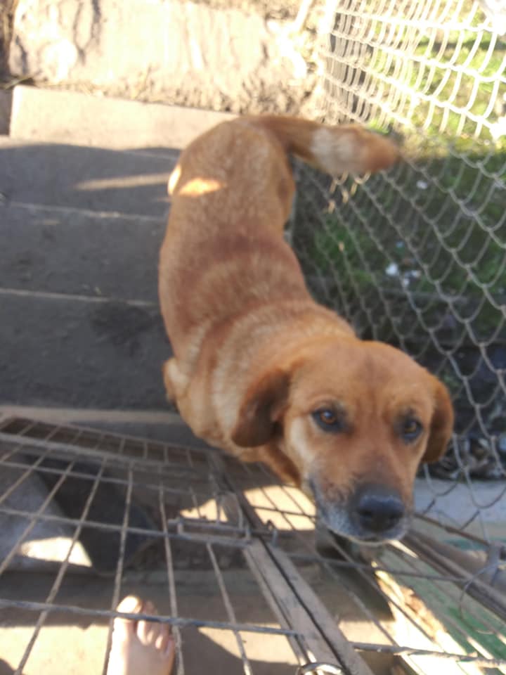 Razorback Rescue and Rehab | Bokoshe OK