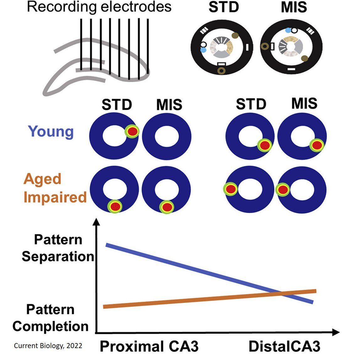 This #OpenAccess study from 'Cognitive Neurodynamics' aims to