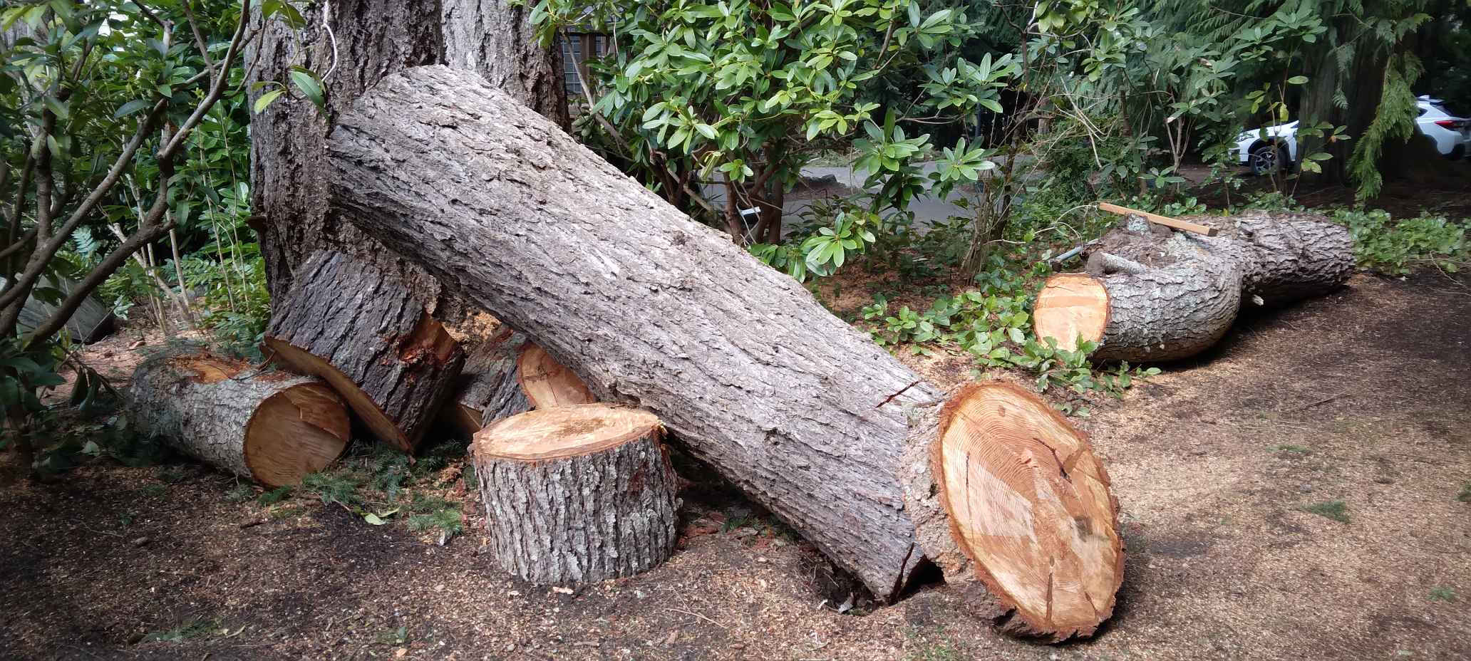Free newly cut Fir rounds and logs - Landscaping Materials - Silverdale ...