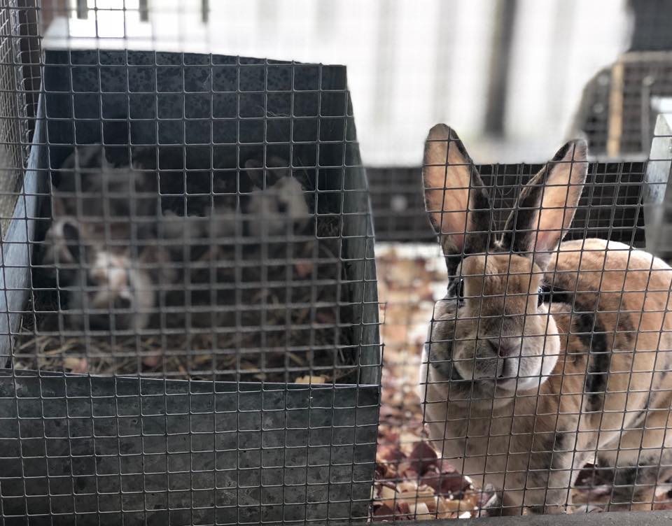 The Cotton Ranch Rabbitry | Lawrenceburg KY